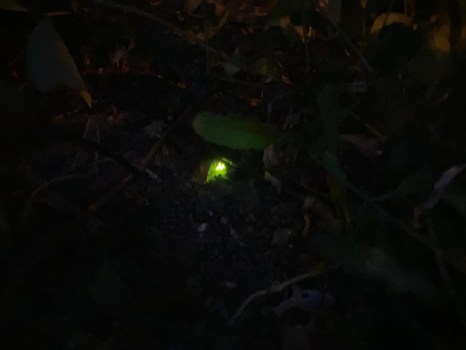 Cuca de llum
